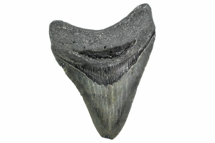 Serrated, Fossil Megalodon Tooth - North Carolina #381372